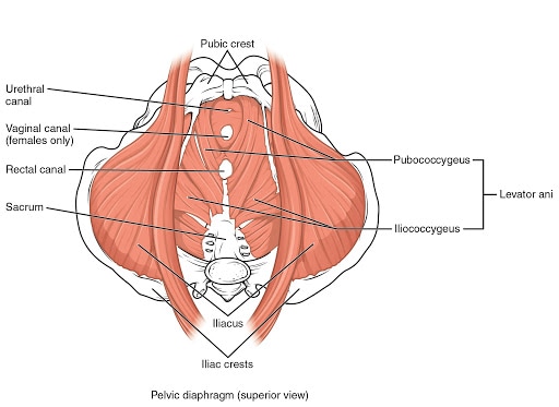 Pelvic Floor Physical Therapy in New York City