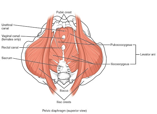 Pelvic Floor & Whole Body Physical Therapy