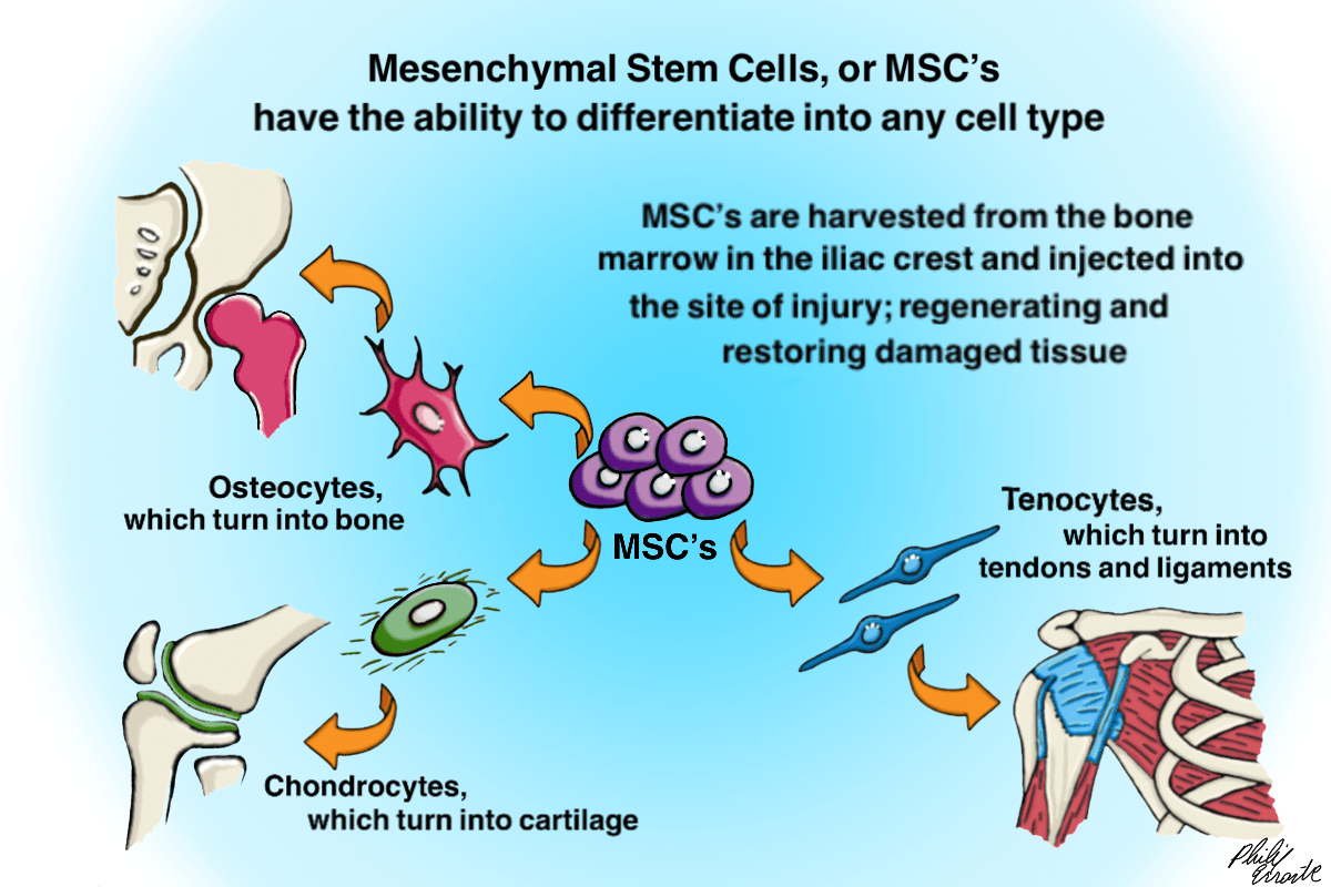 What Is Stem Cell Therapy Physio Logic Integrative Medical Wellness And Movement Center 1105