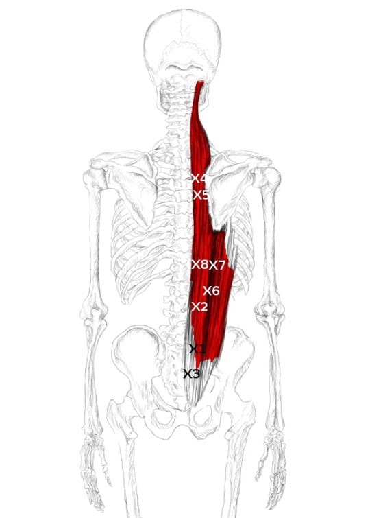 erector spinae anatomical drawing