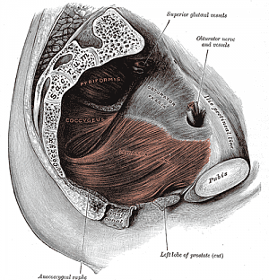 pelvicfloor_rehab