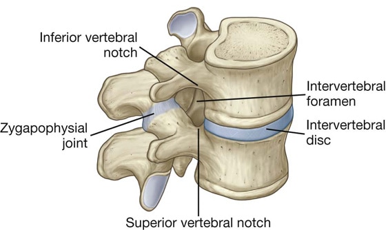 Intervertebral Foramen