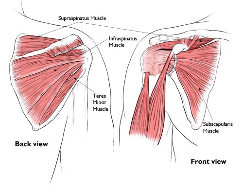 Shoulder and Upper Back Pain — Radius Physical + Sports Rehab