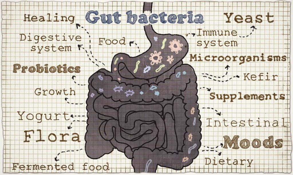 Healing Your Gut with Acupuncture