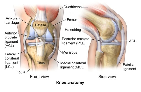 Commonly injured knee ligament briefly crossword clue Archives