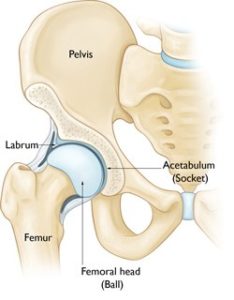 Anatomy of Hip