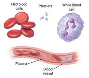 Diagram: Platelet Rich Plasma (PRP) is derived from your own blood.