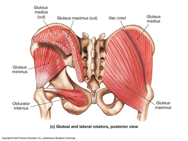 Anatomy of Gluteal Muscles