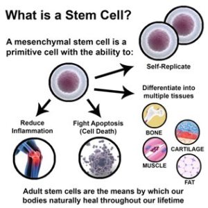 What is a stem cell?