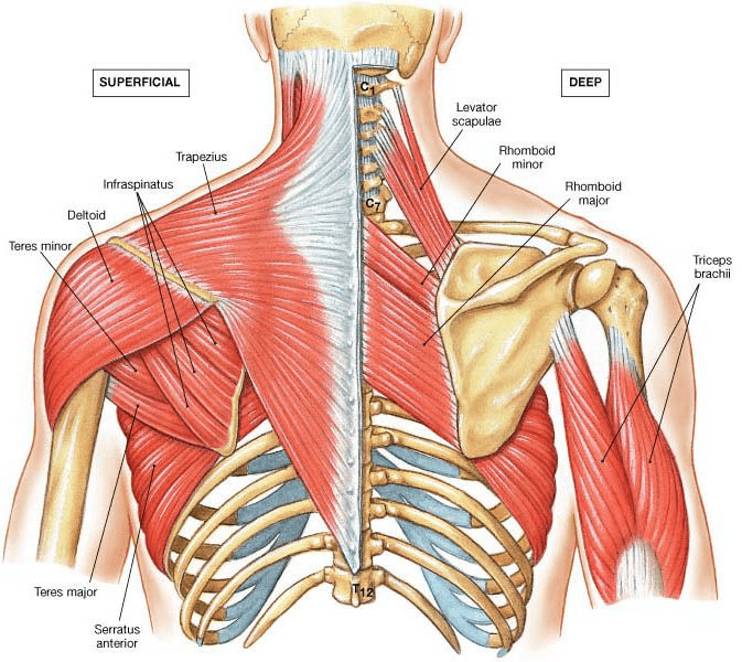 Anatomy Of Upper Back Muscles Anatomy Drawing Diagram