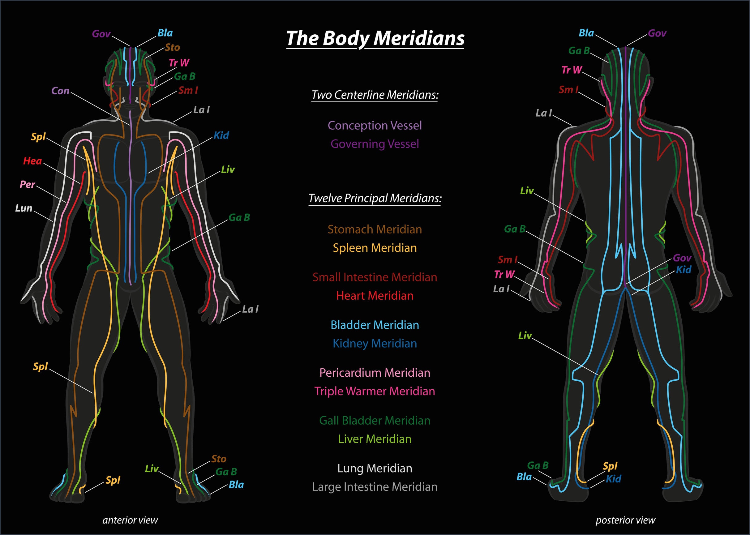 Meridian Diagram - Anterior and Posterior Meridian Chart of the Body | https://physiologicnyc.com/acupuncture/
