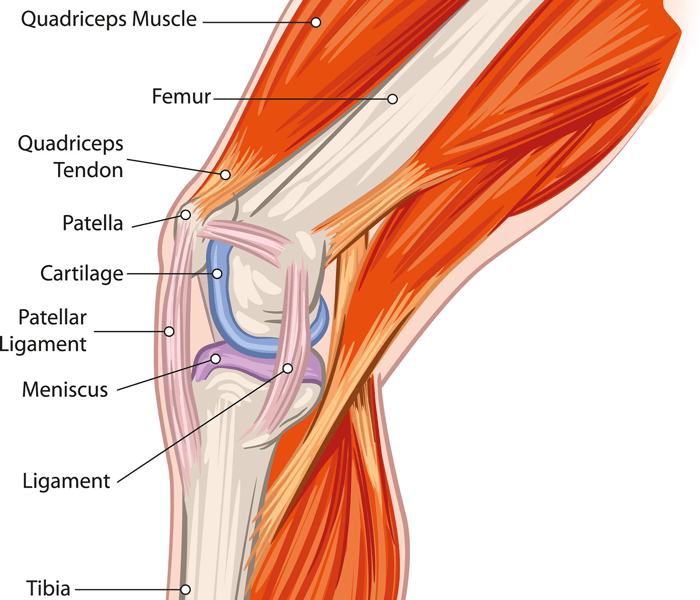Anatomy of a Knee - Physical Therapy Knee Exercises