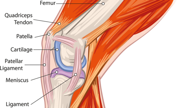 5 Physical Therapy Knee Exercises for Strong & Healthy Knees