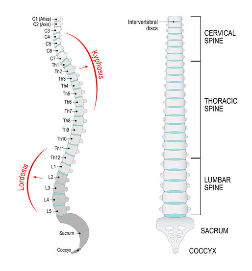 What causes back pain and how to prevent it. | Vertebral Column Diagram | Physio Logic, Brooklyn, NY