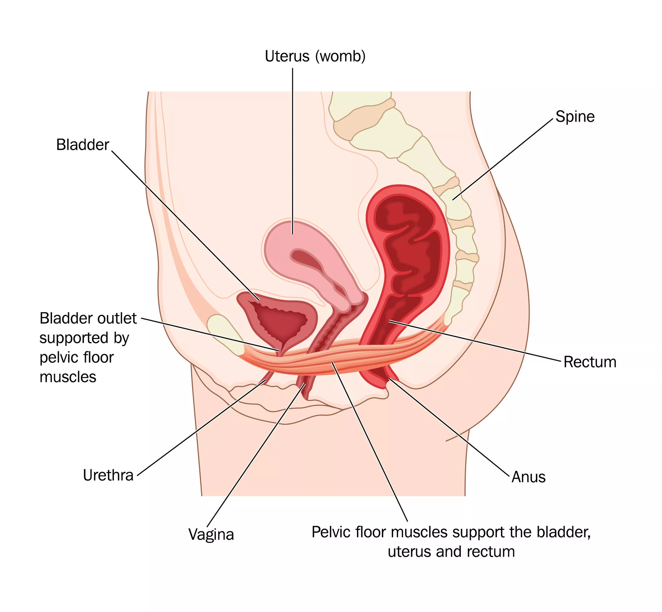 Diagram of Pelvic Floor muscles in the body. | Physio Logic NYC, Brooklyn, NY