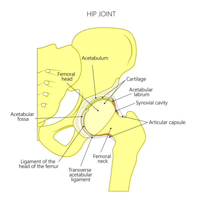 Diagram of the anatomy of the hip joint to demonstrate the need for physical therapy exercises for hip pain.