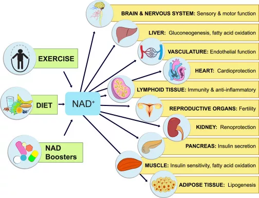 NAD+ Therapy Alternative