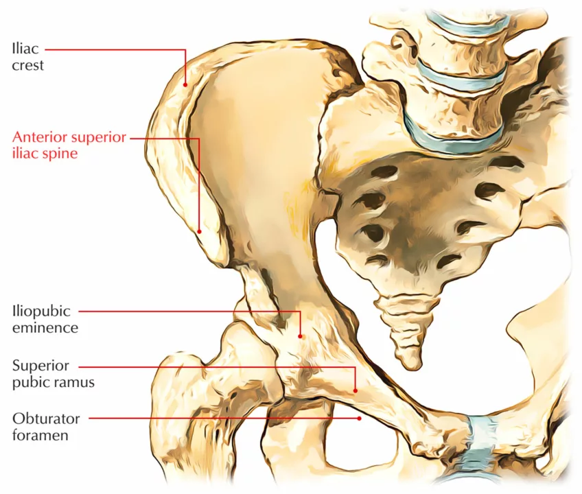 bone-marrow-transplantation