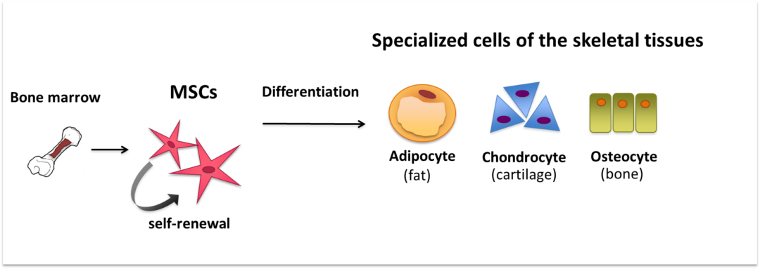 specialized cells for bone transplant